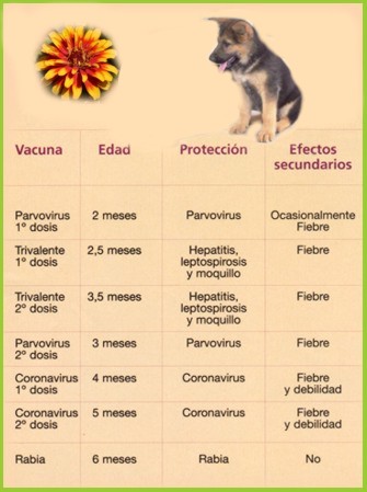 ESQUEMA VACUNACION ANIMAL PARVOVIRUS esquema vacunacion animal parvovirus: