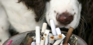 El-humo-del-tabaco-afecta-y-es-un-peligro-para-las-mascotas