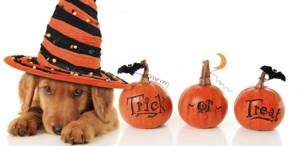 Halloween, consejos y cuidados de los perros en las celebraciones