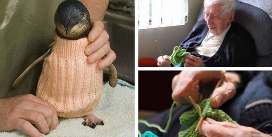 Alfred Date tejiendo jerseis pinguinos peligro