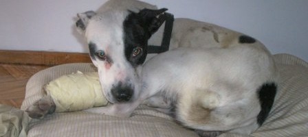 accidentes-comunes-en-perros_iuzny