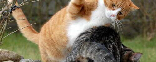 como-evitar-que-dos-gatos-peleen_61u3m