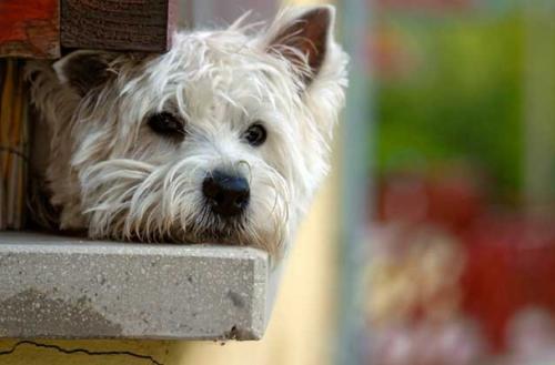 Consejos para desparasitar al perro y gato