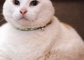 cuales-son-las-causas-de-muerte-mas-importantes-de-los-gatos_dtw1c