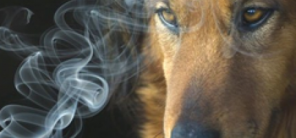 el-humo-del-cigarro-tambien-dana-a-las-mascotas_nhx42