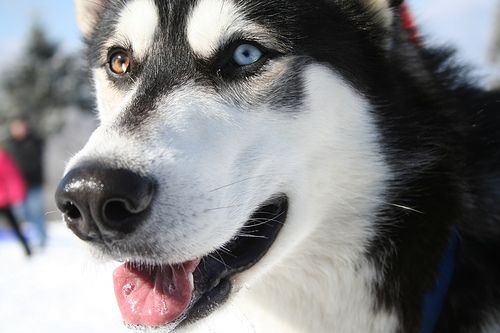 El Husky Siberiano