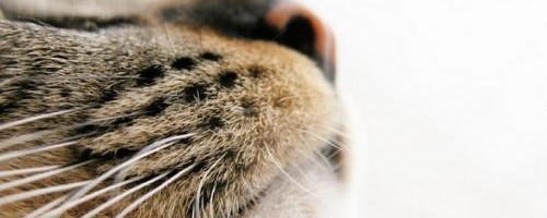 el-olfato-de-los-gatos_30z1q