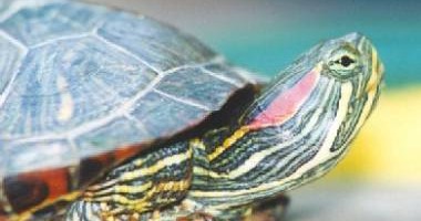 la-tortuga-chilena-y-sus-cuidados_yrl58