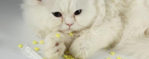 medicamentos-letales-para-los-gatos_lbcpt