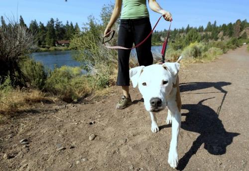 Uso de collares y correas para perros